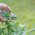 how to grow cannabis