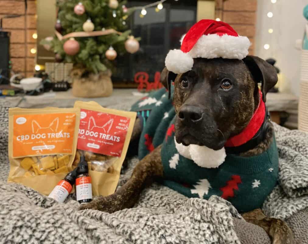 CBD Dosage for Dogs