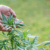 how to grow cannabis