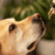 CBD for dogs seizures